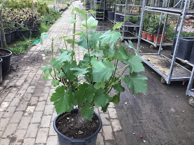 1 druivelaar - afbeelding 1 van  2
