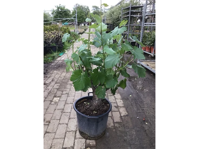 1 druivelaar - afbeelding 2 van  2