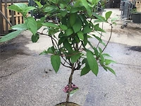 1 hydrangea pinky winky op stam - afbeelding 1 van  2
