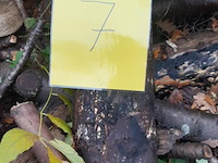 1 lot brandhout - afbeelding 2 van  2