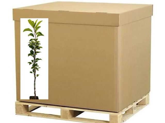 1 palletbox appelbomen - afbeelding 1 van  4