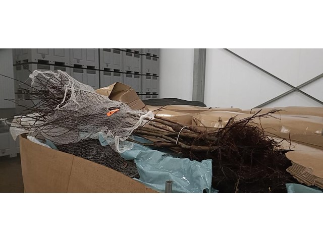 1 palletbox appelbomen - afbeelding 2 van  4