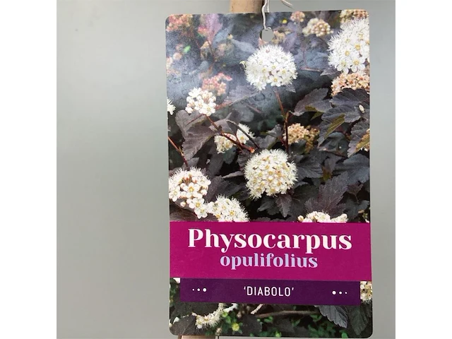 1 physocarpus diabolo - afbeelding 1 van  2