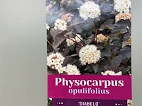 1 physocarpus diabolo