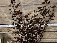 1 physocarpus diabolo - afbeelding 2 van  2
