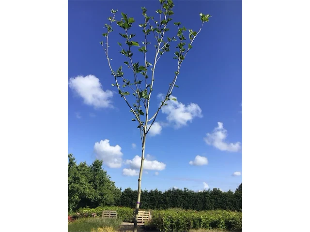 1 platanus hispanica - afbeelding 2 van  2