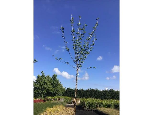 1 prunus kanzan - afbeelding 2 van  2