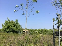 1 sorbus - afbeelding 2 van  2