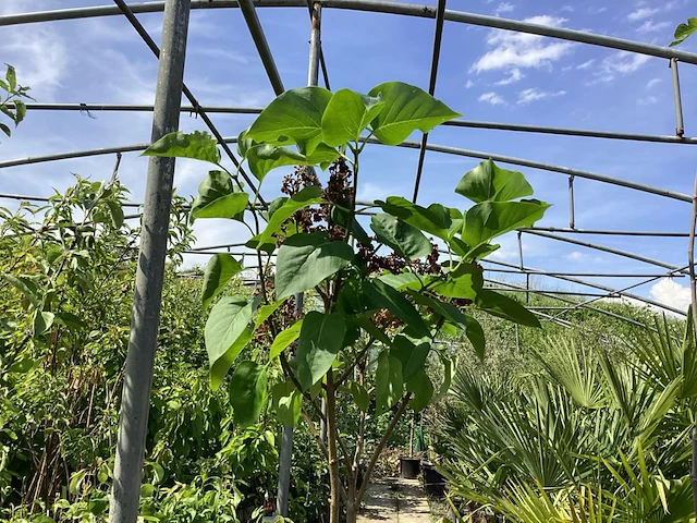 1 syringenstam - afbeelding 1 van  3