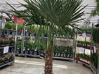 1 trachycarpus
