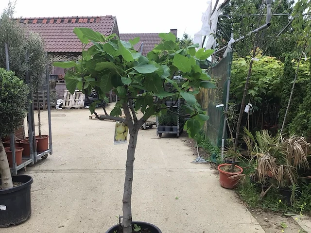 1 vijgenboom - afbeelding 2 van  3