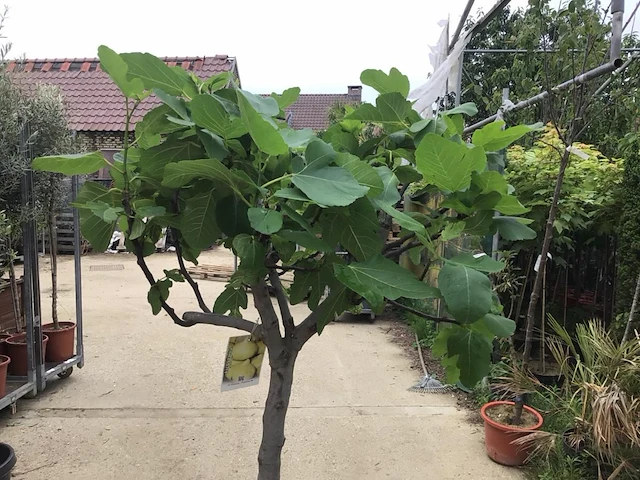 1 vijgenboom - afbeelding 3 van  3