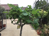 1 vijgenboom - afbeelding 3 van  3