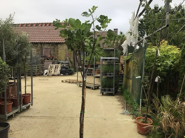 1 vijgenboom - afbeelding 2 van  2