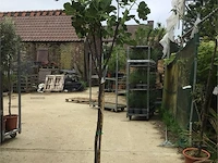 1 vijgenboom - afbeelding 1 van  2