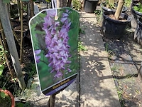 1 wisteria - afbeelding 2 van  2