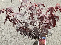 10 acers - afbeelding 1 van  2