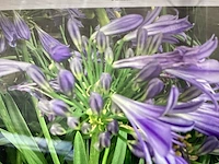 10 agaphanthus