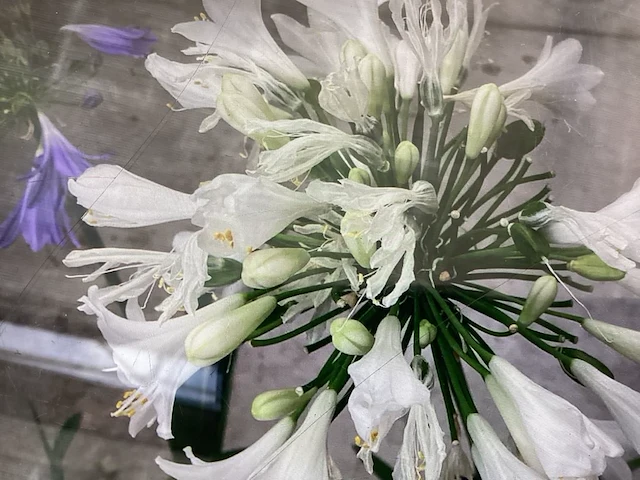 10 agaphanthus - afbeelding 2 van  2