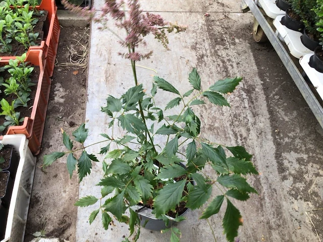 10 astilbe - afbeelding 2 van  2
