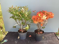 10 azalea mollis