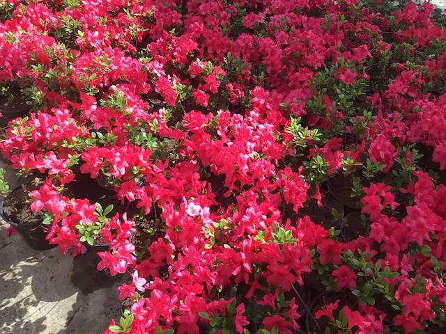 10 azalea - afbeelding 2 van  2
