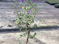 10 blauwe solanum