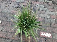 10 carex
