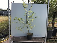 10 carpinus 180-200