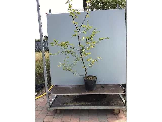 10 carpinus 180-200 - afbeelding 1 van  2