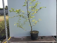 10 carpinus 180-200 - afbeelding 1 van  2