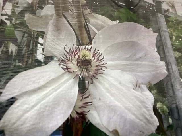 10 clematis - afbeelding 1 van  1
