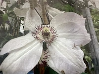10 clematis
