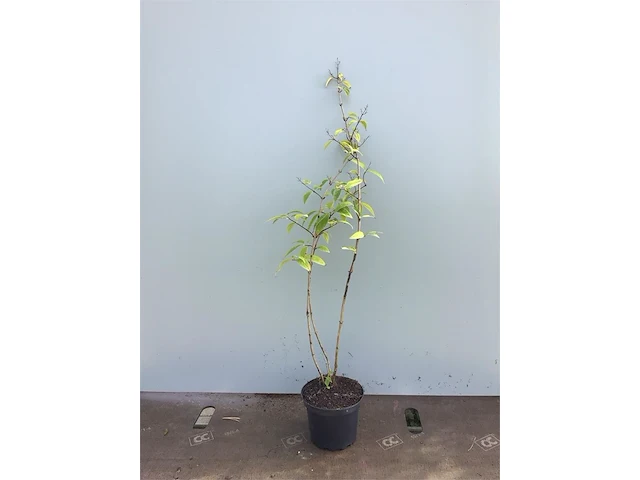 10 deutzia gracillis - afbeelding 2 van  2