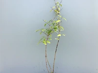 10 deutzia gracillis - afbeelding 2 van  2