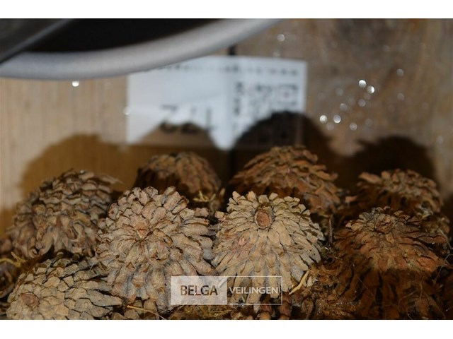 10 div decoratie - afbeelding 5 van  5