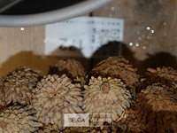 10 div decoratie - afbeelding 5 van  5