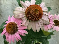 10 echinacea roos