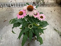 10 echinacea roos - afbeelding 1 van  2