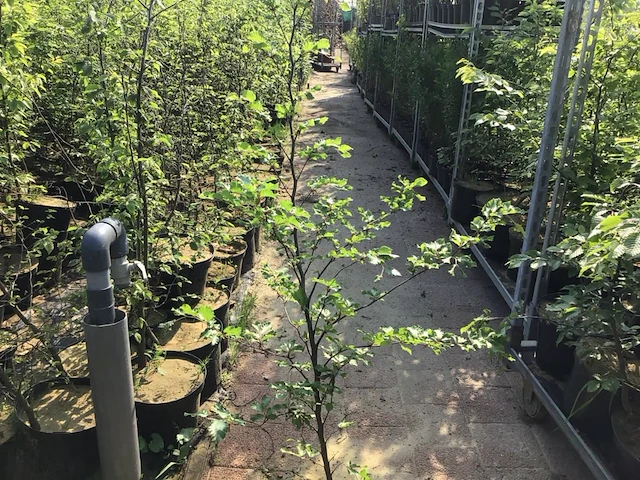 10 fagus sylvatica 180-200 - afbeelding 1 van  2