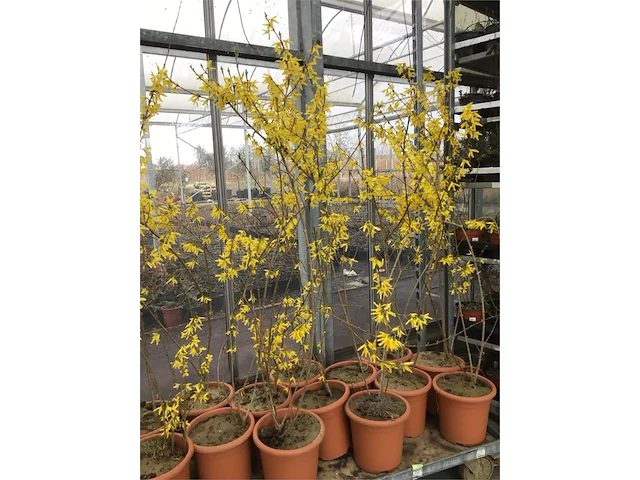 10 forsythia - afbeelding 2 van  2