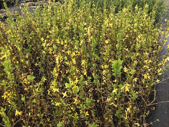 10 forsythia - afbeelding 2 van  3