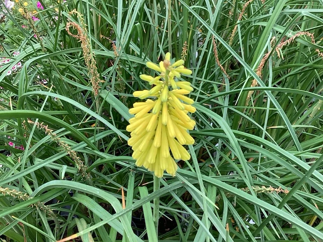 10 gele kniphofia - afbeelding 1 van  1