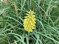 10 gele kniphofia