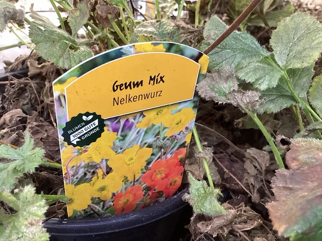 10 geum - afbeelding 1 van  1