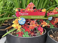 10 hemerocallis