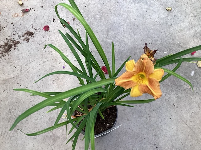 10 hemerocallis - afbeelding 1 van  3