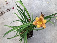10 hemerocallis - afbeelding 1 van  3