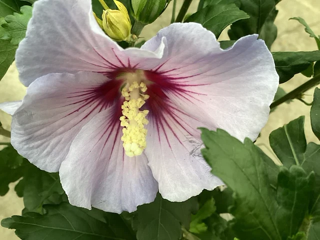 10 hibiscus - afbeelding 2 van  2