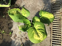 10 hosta